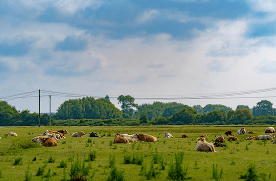 Green countryside landscape in England United Kingdom